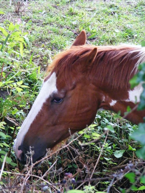 HorseHead