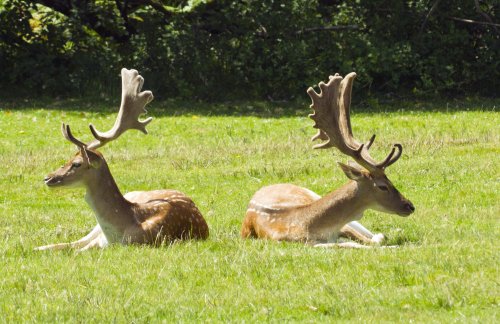 Two stags