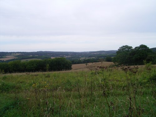 Chilham Denge Wood Walk (7)