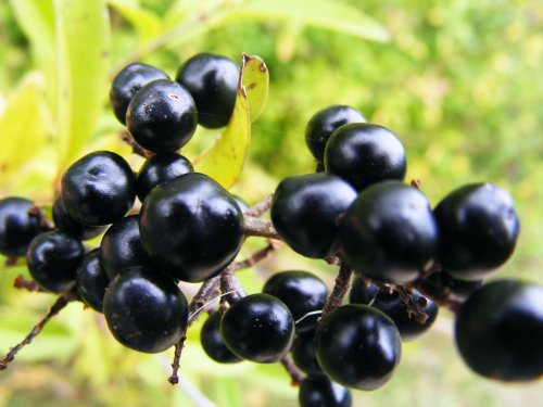 Elderberry