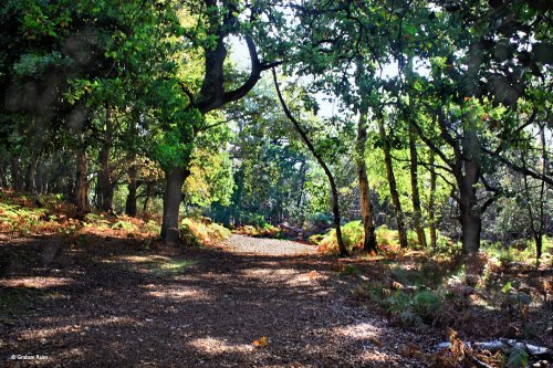 Arne RSPB Reserve