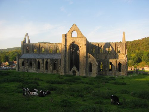 Abbey and Cows