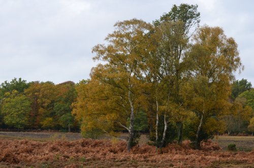 New Forest