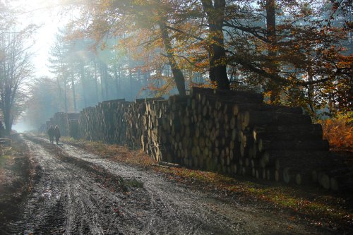 An Autumn Walk