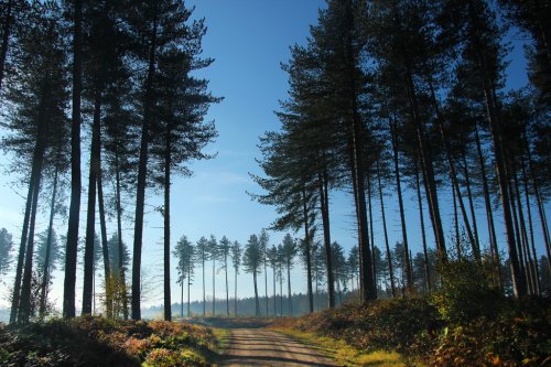 Pine Trees, Cannock Chase