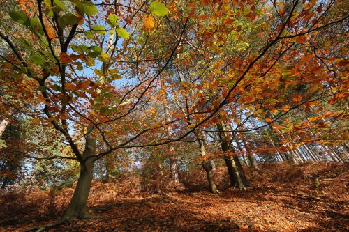 Autumn Colours 2