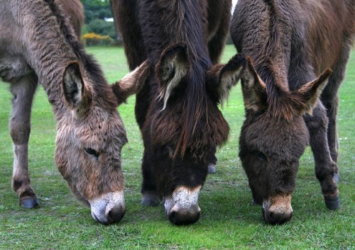 Donkeys