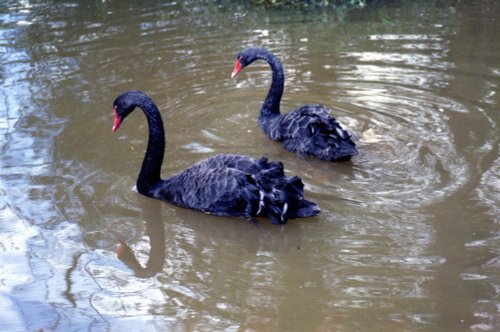 Black Swans visit Brotherswater
