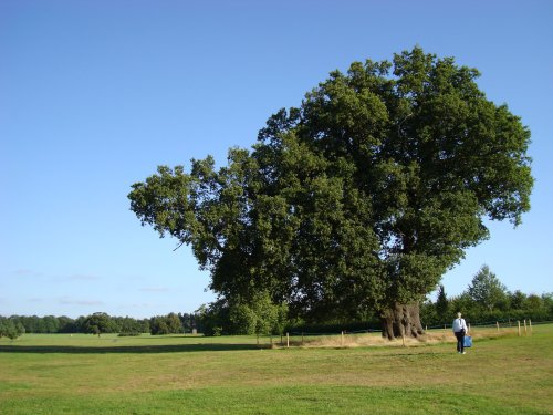 Hatfield Park