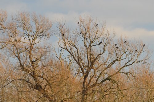 A Parliament of Rooks