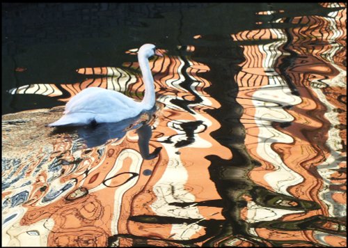 Waterside - A Swan's View