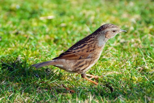 Dunnock in the garden