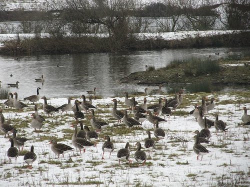 Irthlingborough wildlife