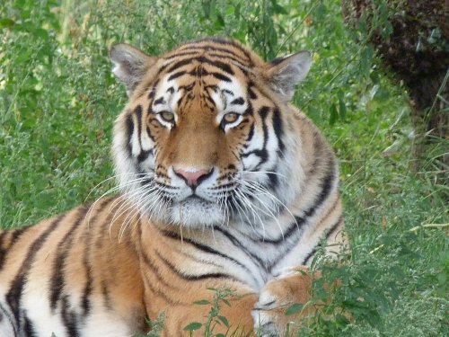 Amur Tiger Yorkshire Wildlife Park