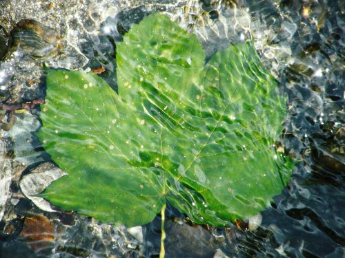 Magic Leaf.