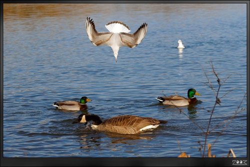 Sixfields - Flood Storage Reservoir