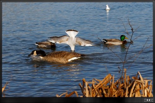 Sixfields - Flood Storage Reservoir