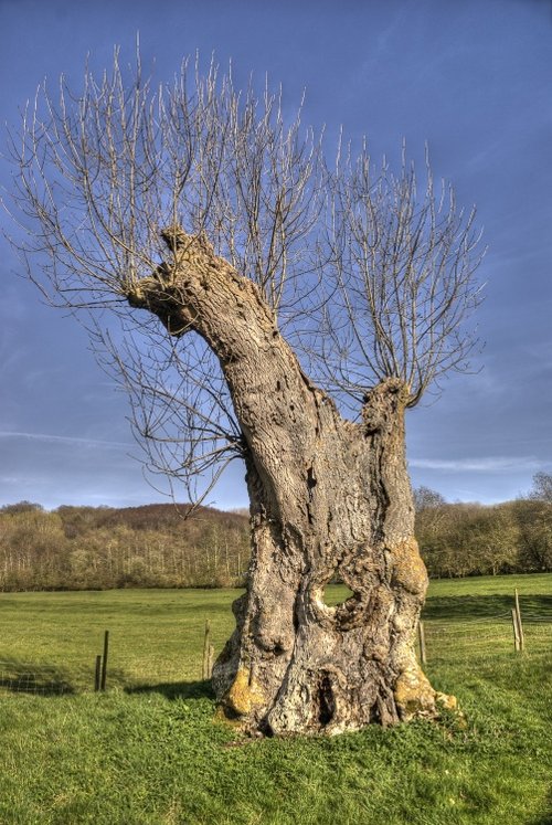 Weird tree at Hailes Abbey