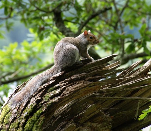 Ambleside Squirrel