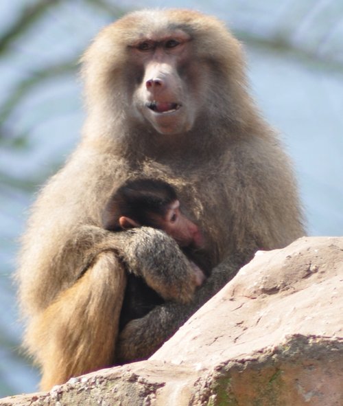 Paignton Zoo April 2012 - big cuddle time