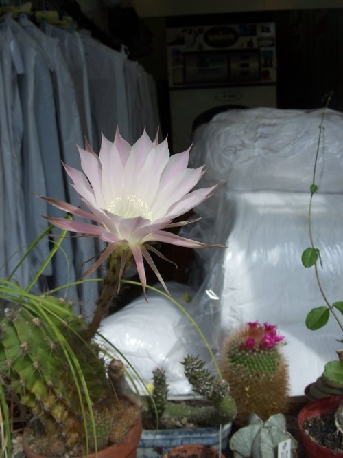 Got It !!!  Echinopsis In Flower