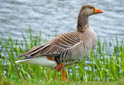 Another Goose at Leeds Castle