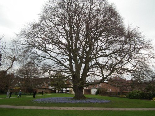 Tree in the Abbey Grounds, surrounded by Bluebells