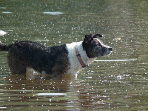 Going for a swim