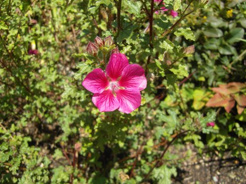 Ventnor Botanical Garden