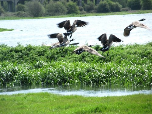 Irthlingborough wildlife