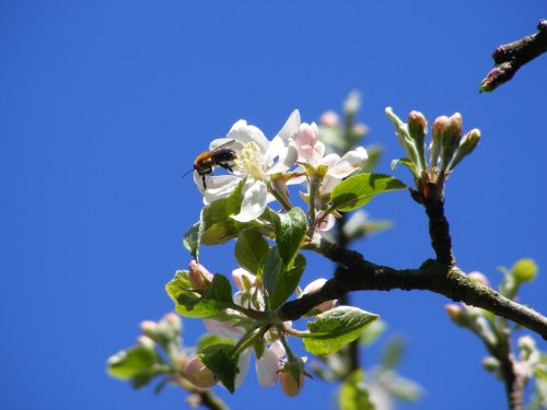 Apple Blossom and Bee