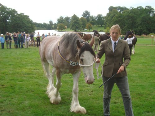 Ripley Show, Aug 2011