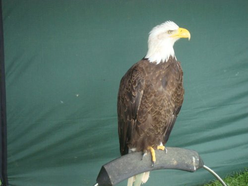 Ripley Show, Aug 2011