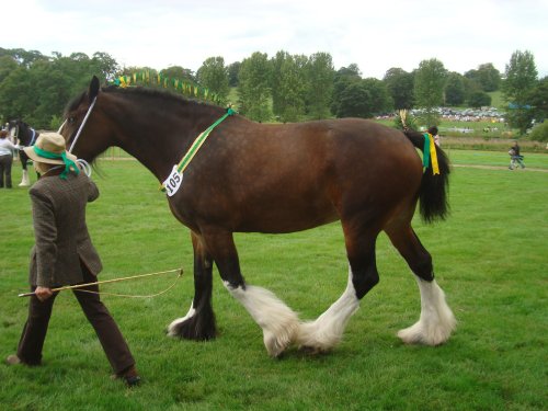 Ripley Show, Aug 2011