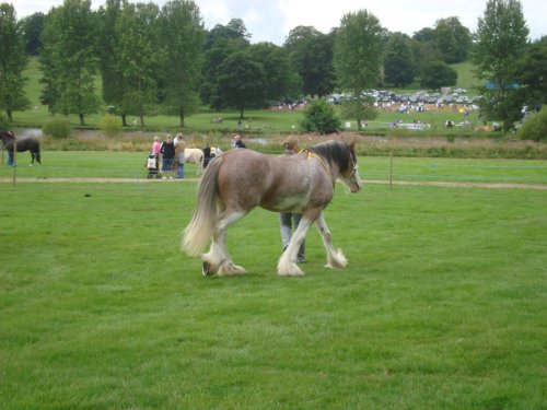 Ripley Show, Aug 2011