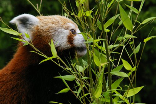 Red Panda, Blackpool Zoo