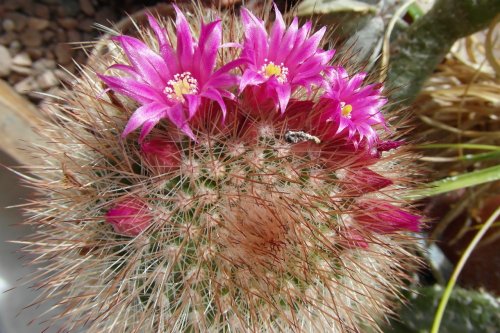 Cactus Blooms in Bookham