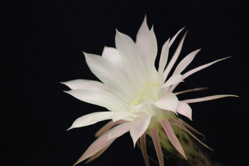 Great Bookham Echinopsis