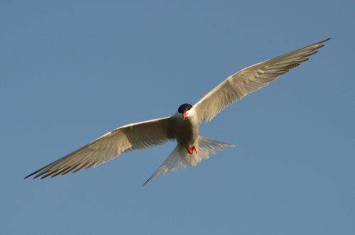 Common Tern, Cossington Meadows
