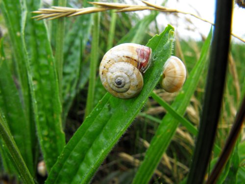 Bude snail