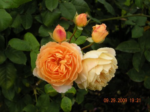 David Austin Rose Garden
