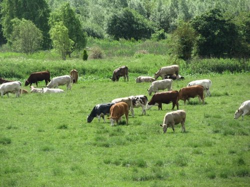 Irthlingborough farming