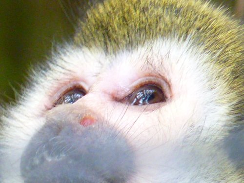 Squirrel Monkey at Newquay Zoo, Cornwall