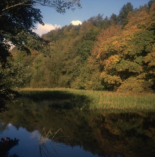 Autumn colours at The Bishops Ponds, Abergwili