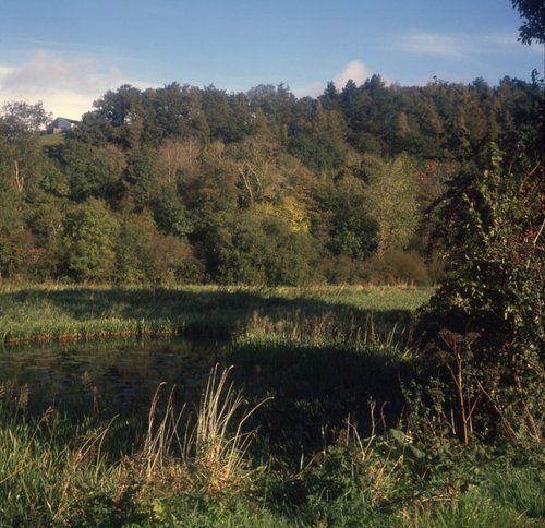 Autumn tints at The Bishops Ponds, Abergwili