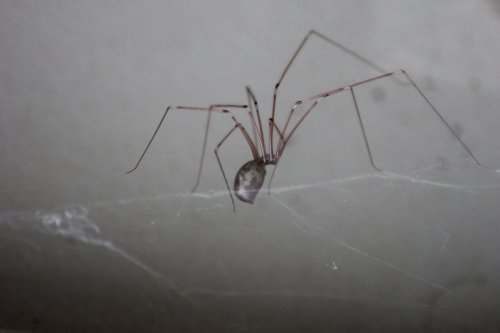 Legious Spiderous Creepiei