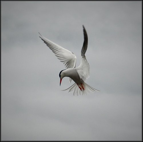 Common Tern hovering.... Aldreth