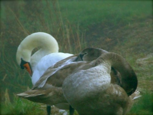 Autumn creeps in Gamston canal , Nottingham