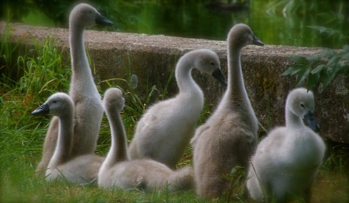 Signets on Grantham canal Gamston Nottingham