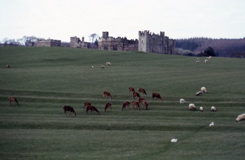 Raby Castle - the deer park